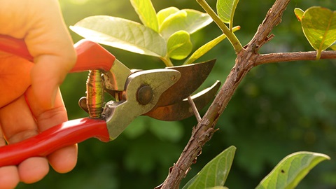 couper des branches avec un sécateur
